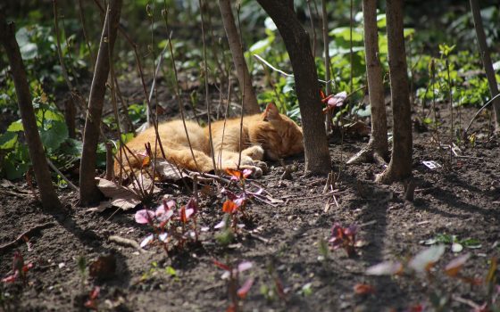 Снова тепло: в Одессу вернулась весна и цветущее настроение (фоторепортаж) «фото»
