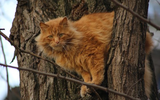 Весна на Черемушках: все радуются долгожданному солнцу (фоторепортаж) «фото»