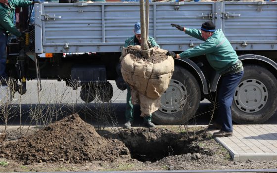 “Зеленый тоннель” продолжается: на Фонтане высаживают живую изгородь вдоль трамвайных путей (фото) «фото»
