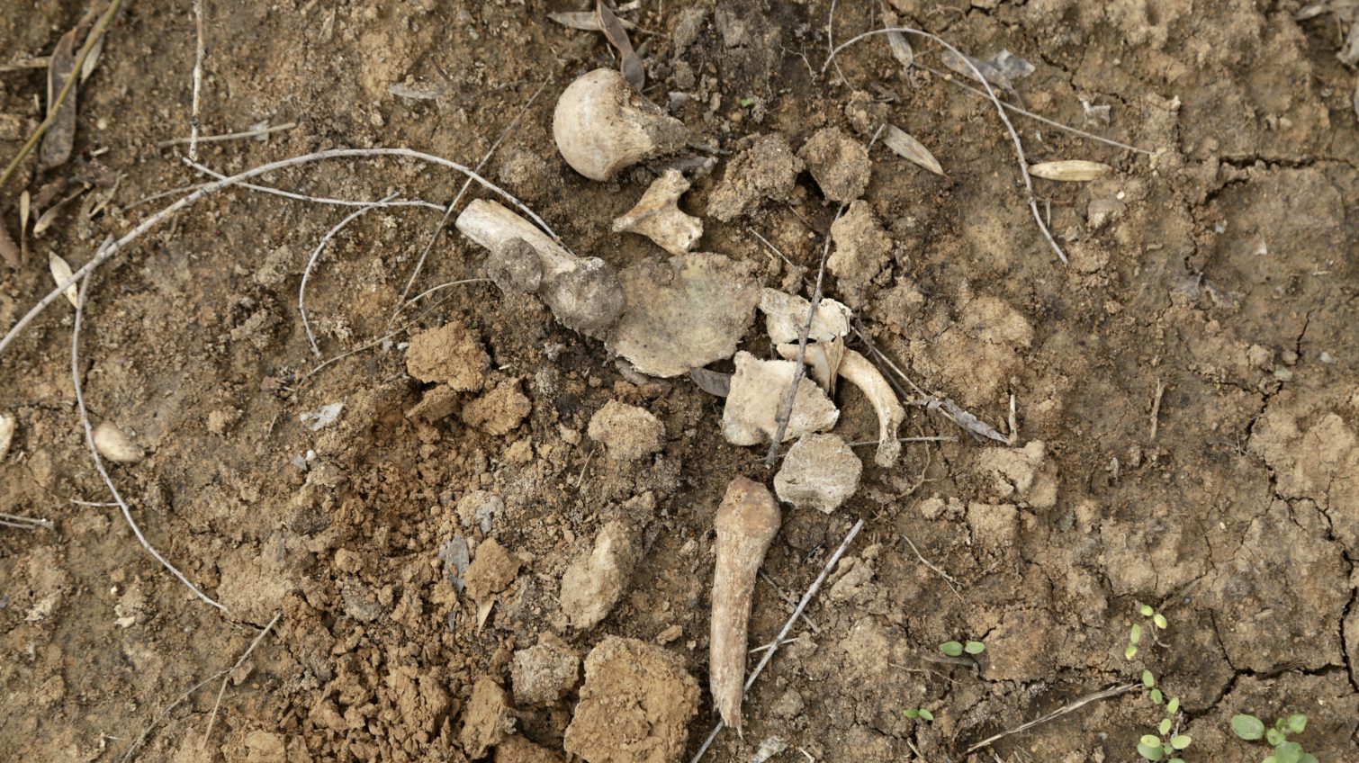 Скандал с человеческими останками в Преображенском парке: в мэрии вызвали Нацгвардию на журналистов, которые в качестве эксперимента проводили раскопки «фото»