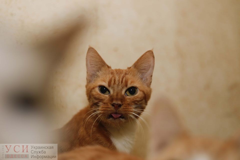 Оказались лишними: в Одессе после смерти хозяйки без дома остались 11 котов (фото) «фото»