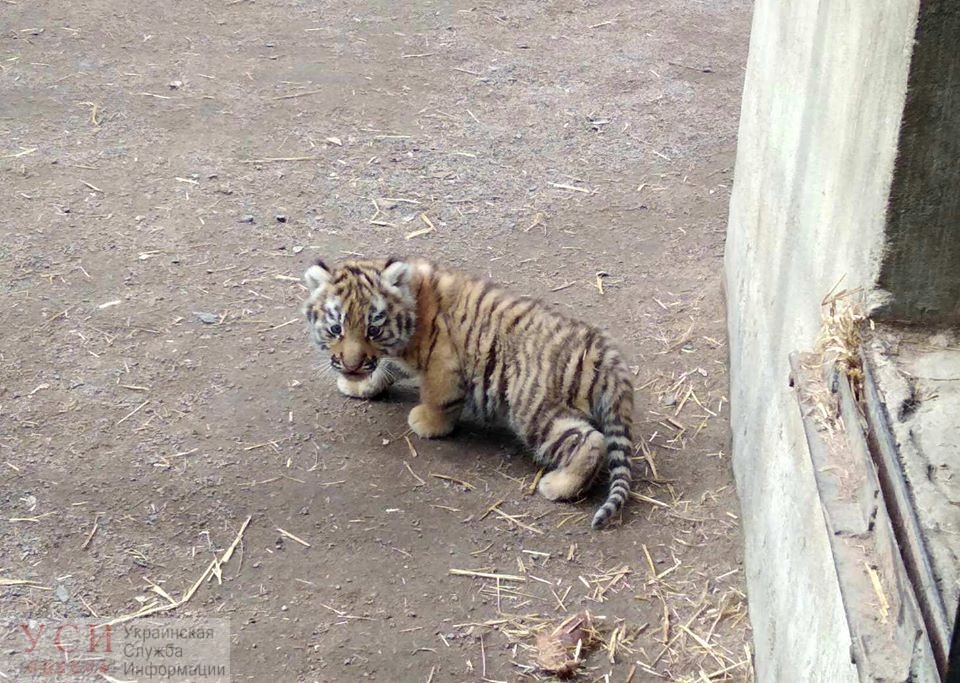 В Одесском зоопарке у амурских тигров пополнение: тигренку дадут имя одесситы (фото, видео) «фото»