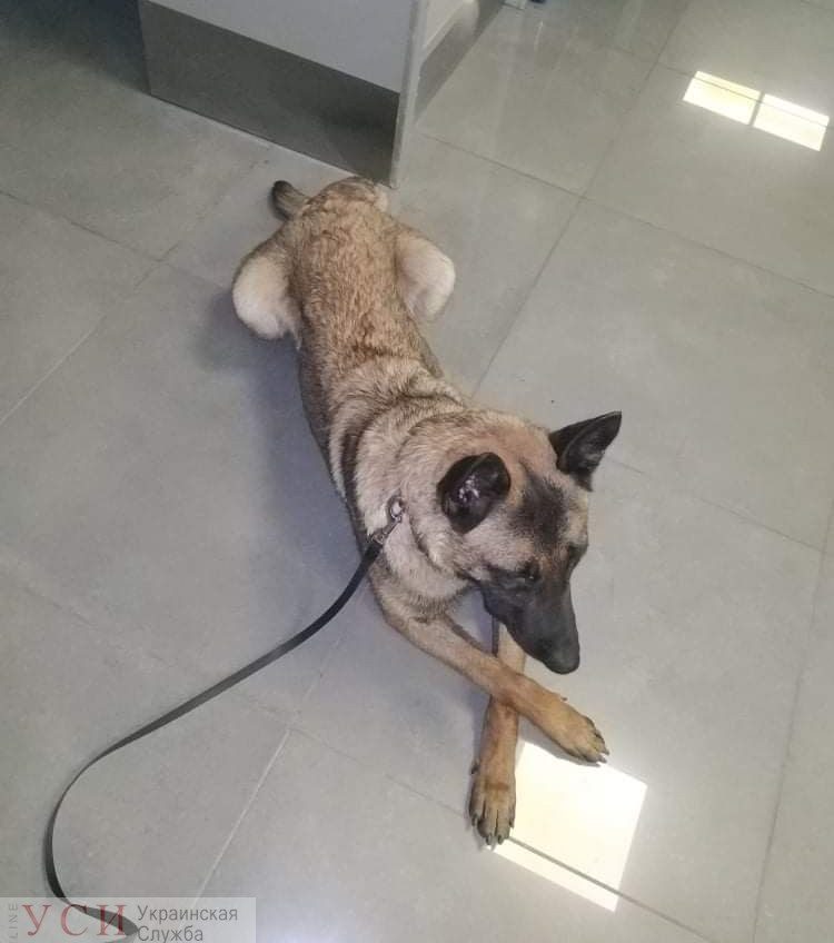 Одессит, прилетевший из Беларуси, пытался провезти галлюциногенные грибы – их нашла служебная собака (фото) «фото»