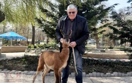 В Одесском зоопарке пополнение – родилась лама (фото) «фото»