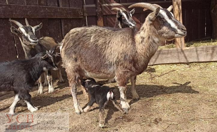 Очередное пополнение: в Одесском зоопарке родился камерунский козленок (фото) «фото»