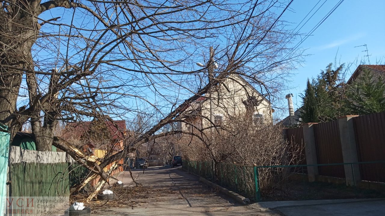 Последствия непогоды: в Одессе до сих пор не убрали деревья (фото) «фото»