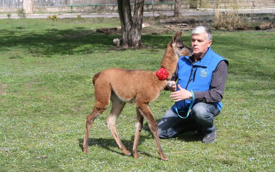 Карантин может вылиться Одесскому зоопарку в миллион (фоторепортаж) «фото»
