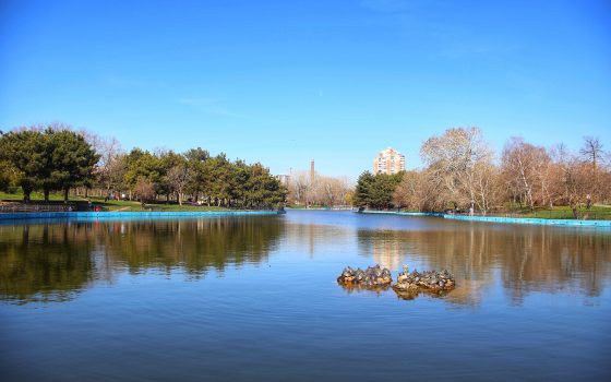 У птиц парка Победы нашли заболевание, опасное для людей (фото, документ) «фото»