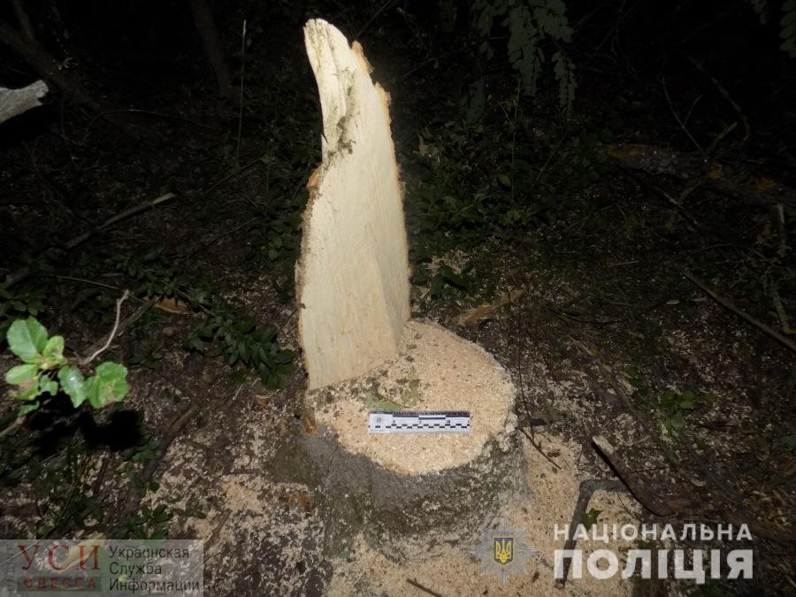 В Подольском районе мужчина незаконно вырубил деревья в лесополосе на 25 тысяч гривен (фото) «фото»