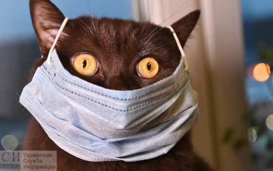 Им тоже надо кушать и лечиться: как работают одесские зоомагазины и ветклиники во время карантина (фото) «фото»