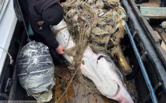 В Одесской области браконьер набросился с ножом на пограничника, защищая свой улов – огромную белугу (фото, видео) «фото»