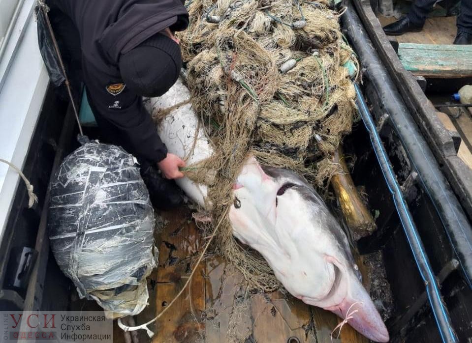 В Одесской области браконьер набросился с ножом на пограничника, защищая свой улов – огромную белугу (фото, видео) «фото»