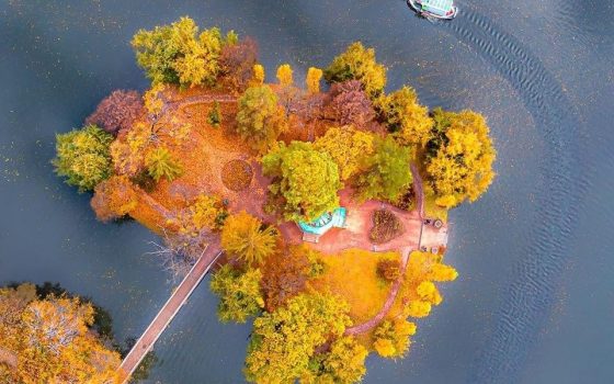 Волшебное дерево: работа одесского фотографа вошла в десятку лучших фото с дрона в мире (фото) «фото»