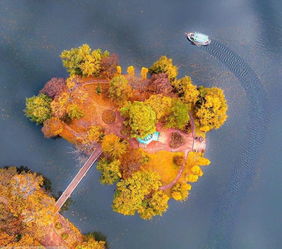 Волшебное дерево: работа одесского фотографа вошла в десятку лучших фото с дрона в мире (фото) «фото»