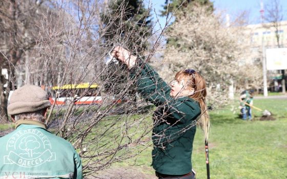 “Зеленый туннель”: общественники высадили декоративные вишни, в планах – еще больше зеленых насаждений (фото) «фото»