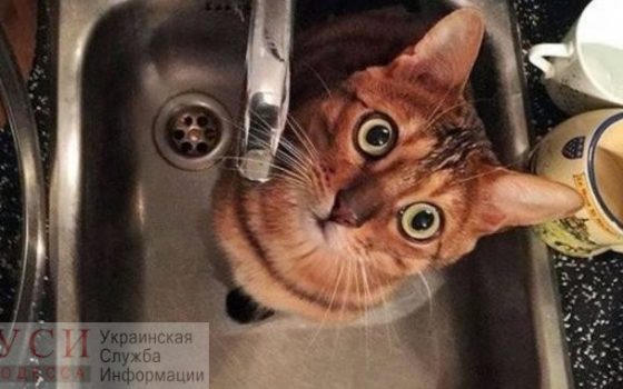 В среду в некоторых домах на Таирова весь день не будет воды usionline.com В среду в некоторых домах на Таирова весь день не будет воды «фото»