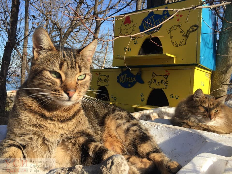 В Одессе исчезли волонтерские домики для бездомных котов (фото) «фото»