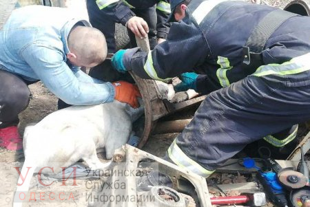 Застряла в коробке передач: в Одесской области пожарные спасли собаку «фото»