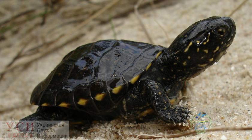 В Одесской области из зимовки выходят краснокнижные черепахи (фото) «фото»