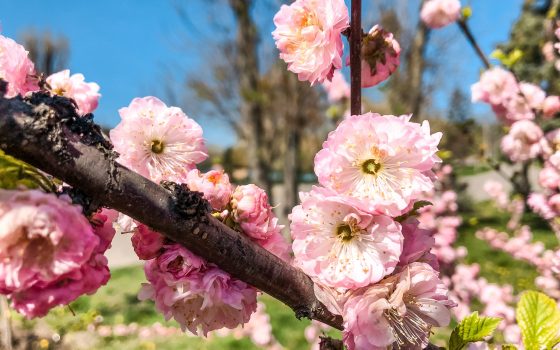 Апрель в парке Победы: цветение и пустынные аллеи (фоторепортаж) «фото»