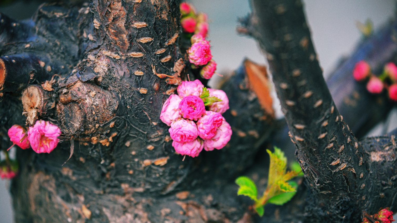 Природа берет свое: цветущая и безлюдная весна в Одессе (видео, фоторепортаж) «фото»