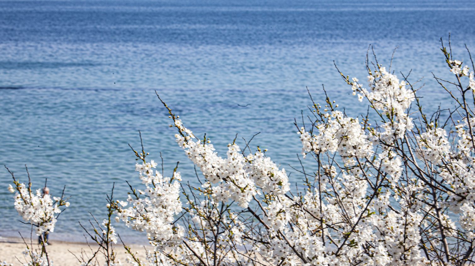 Апрельское море: как просыпается одесская природа, пока рядом никого нет (фоторепортаж) «фото»