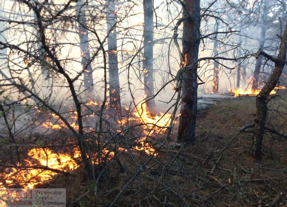 Засуха в Одесской области спровоцировала масштабные пожары в лесах (фото) «фото»