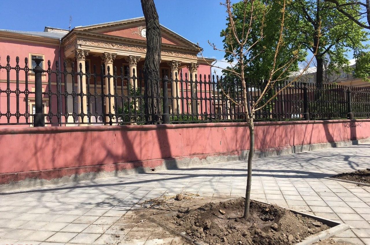 Золотистый ясень и клены: возле Одесского худмузея высаживают деревья (фото) «фото»