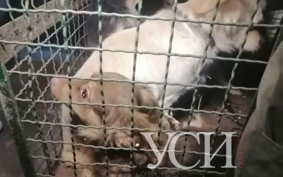 Цепи и трупы собак в пакете: на проспекте Гагарина в квартире обнаружили живодерню (фото) ОБНОВЛЯЕТСЯ usionline.com Цепи и трупы собак в пакете: на проспекте Гагарина в квартире обнаружили живодерню (фото) ОБНОВЛЯЕТСЯ «фото»