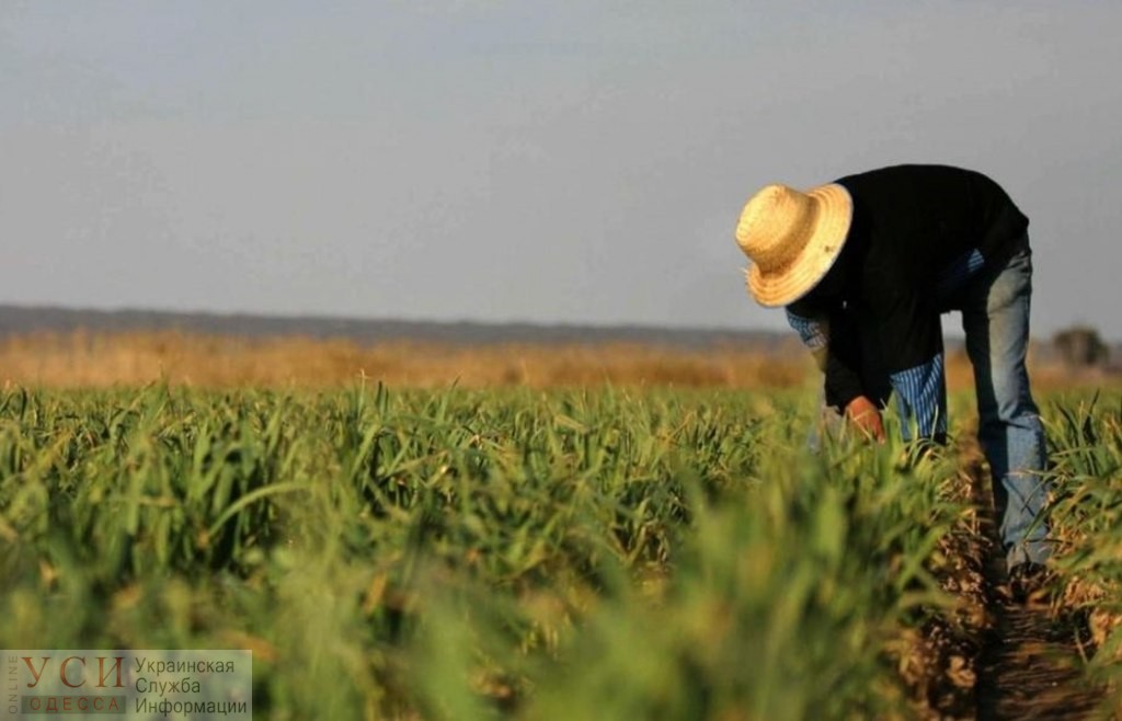 Одесских фермеров просят считать убытки от засухи, чтобы получить компенсацию «фото»