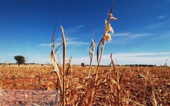 Фермерам юга Одесской области, потерявшим посевы, планируют выплатить по 5 тысяч за гектар «фото»