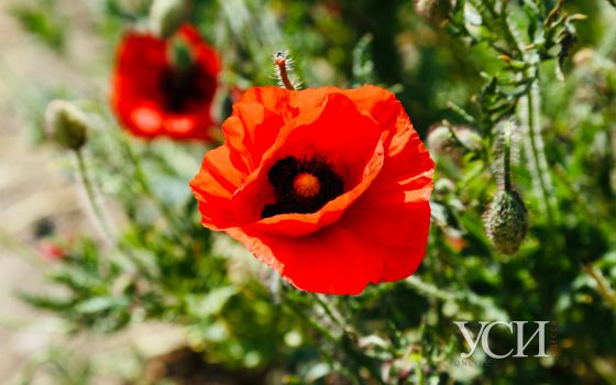 Цветущая Одесса (фоторепортаж) «фото»