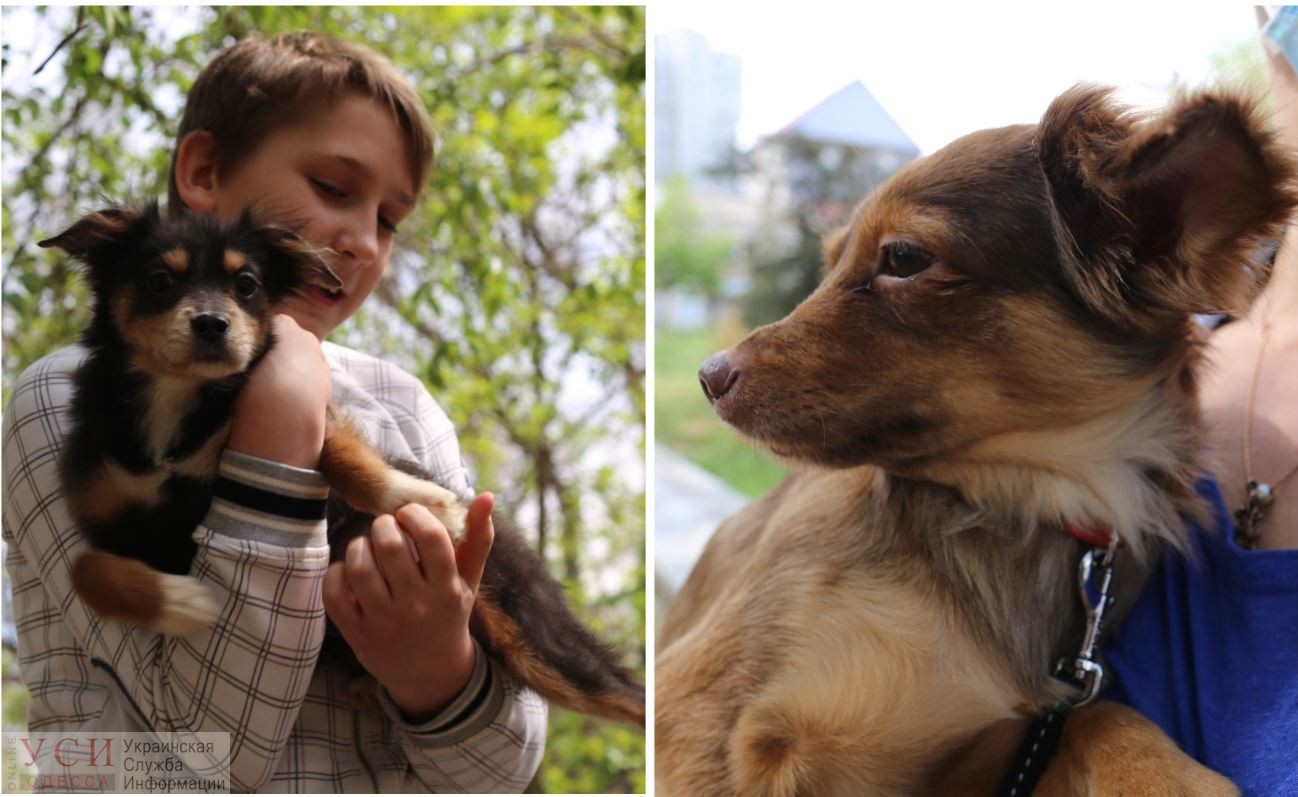 Спасенные из живодерни: собаки из квартиры на Гагарина привыкают к новой жизни (видео, фото) «фото»