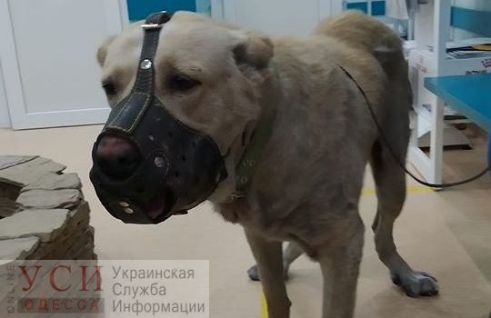 В Беляевском районе на заброшенной ферме нашли заморенного голодом алабая: хозяин требует его вернуть (видео) «фото»