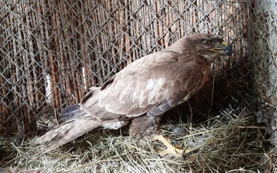 Одесситы спасли хищную птицу с поврежденными перьями (фото) «фото»