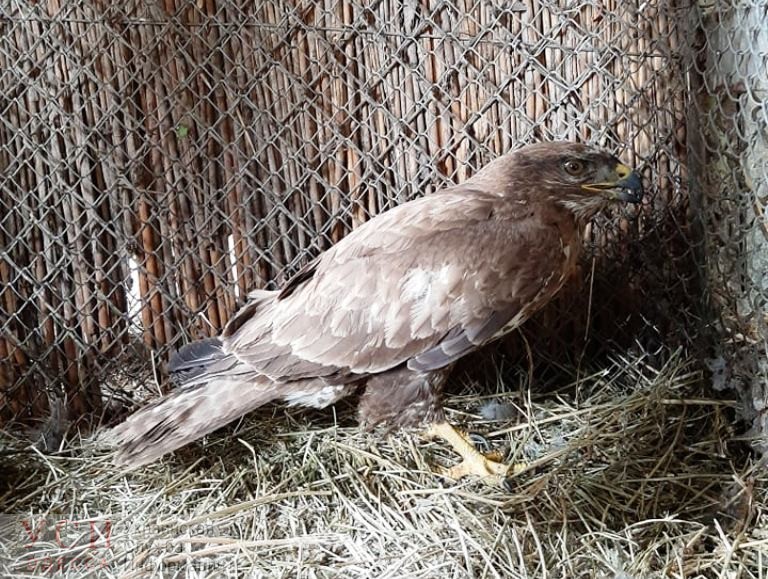 Одесситы спасли хищную птицу с поврежденными перьями (фото) «фото»