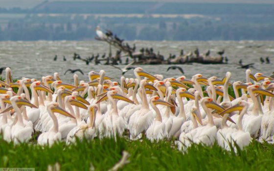 Невероятное зрелище: как живет стая пеликанов в Одесской области (фото, видео) «фото»