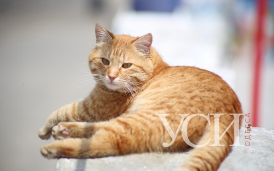 В субботу синоптики снова обещают дождь «фото»