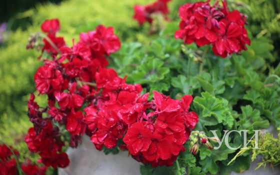 В Одессе ожидается прохладный и дождливый четверг «фото»