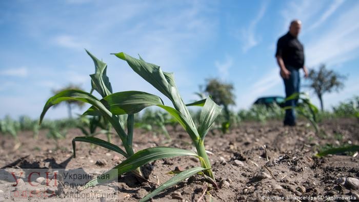 В Одесской области фермер покончил с собой из-за катастрофической засухи (видео) «фото»