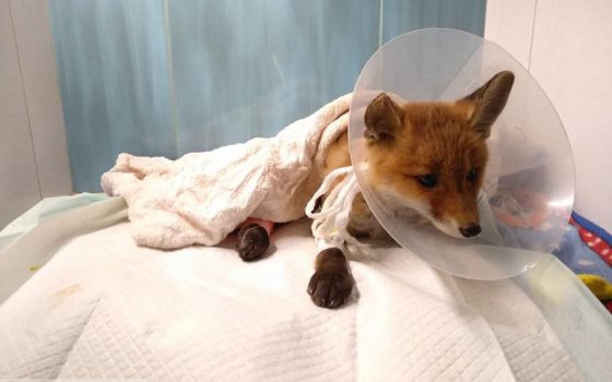 “Обнимает лапками врачей”: в Одессе спасают лисенка, которого переехала машина (видео) «фото»