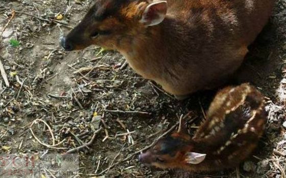 В одесском зоопарке пополнение – родился маленький олень (фото) «фото»