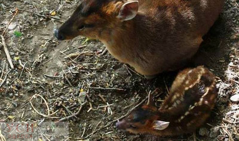 В одесском зоопарке пополнение – родился маленький олень (фото) «фото»