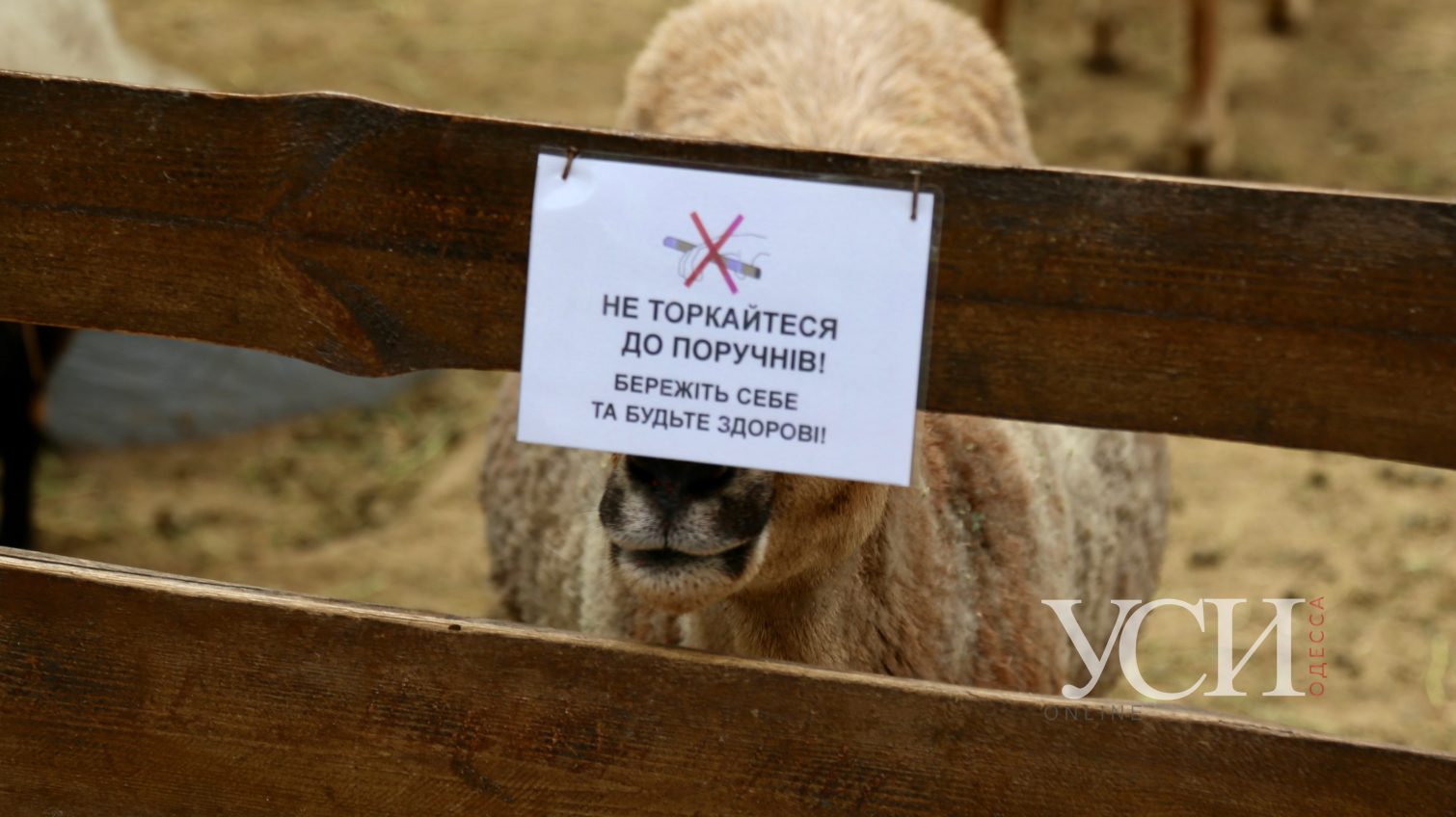 Смягчение карантина: Одесский зоопарк открыл вход для посетителей (фоторепортаж) «фото»