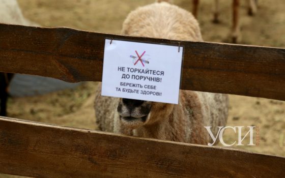 Смягчение карантина: Одесский зоопарк открыл вход для посетителей (фоторепортаж) «фото»