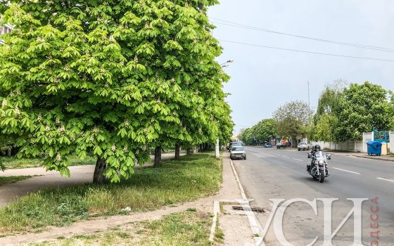 Люстдорфская дорога в цветущих каштанах (фоторепортаж) «фото»