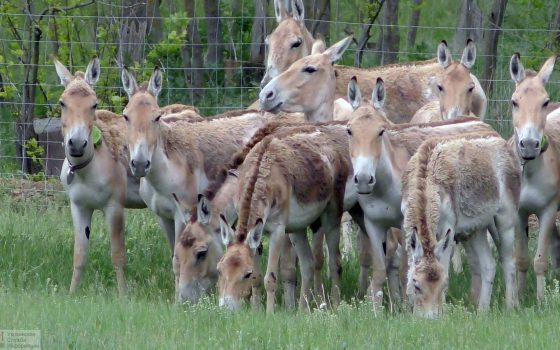 В Одесскую область привезли куланов и ланей, их выпустят в степь (фото) «фото»