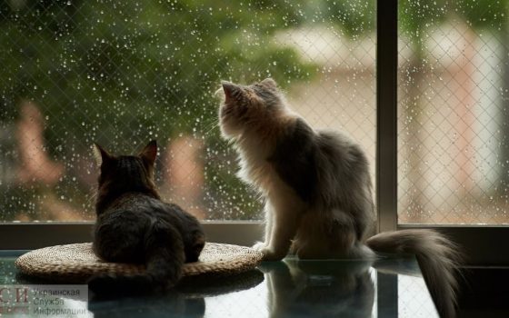 В четверг снова обещают дожди «фото»