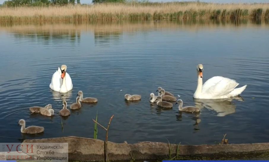 В Одесской области лебеди вывели птенцов (видео) «фото»