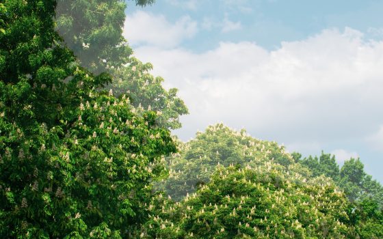 Пышный цвет и майская нега: в Одессе зацвели каштаны (фото, видео) «фото»